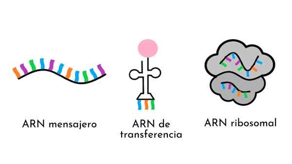 RNA ribosom