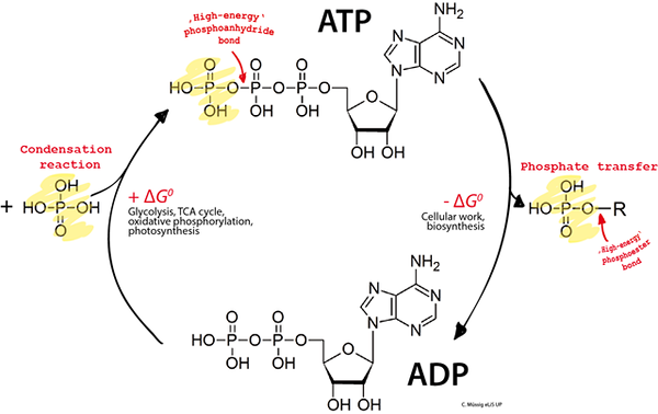 ATP (adenozin tiposfat)