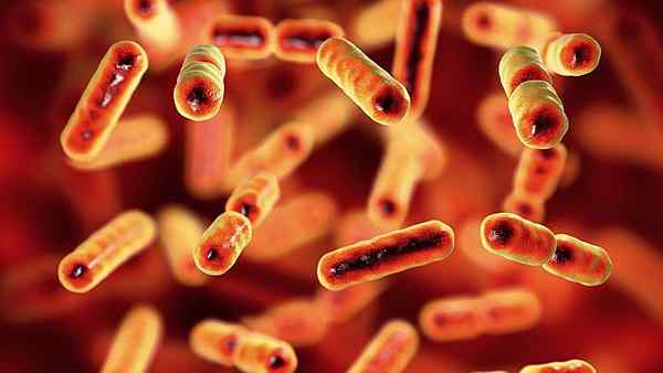 Fragilis bacteroids