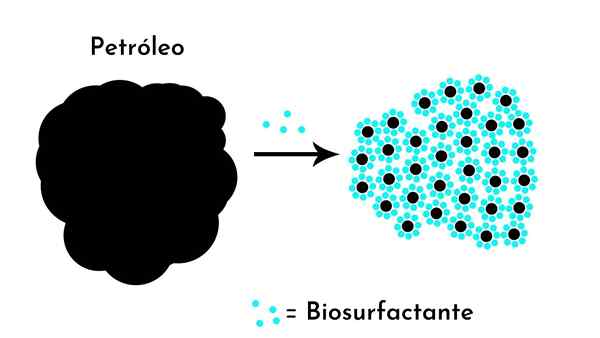 Biosurfactanten