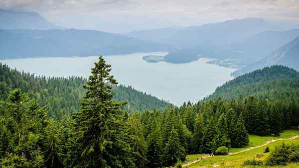 Foresta di conifere