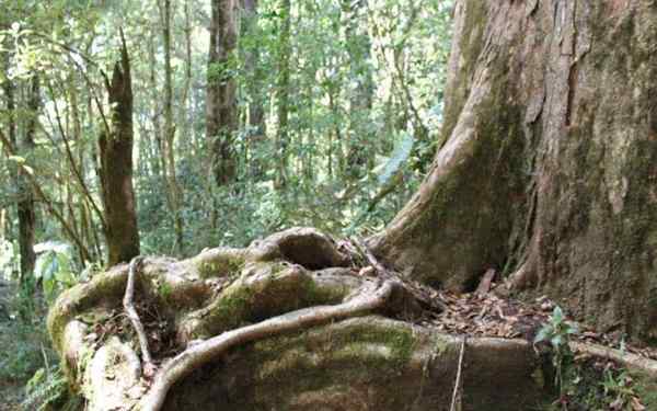 Foresta del Pacifico tropicale