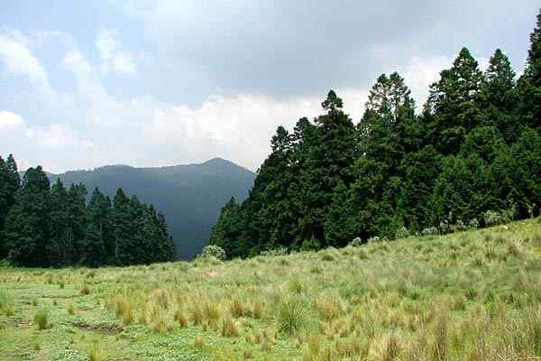 Forêts au Mexique