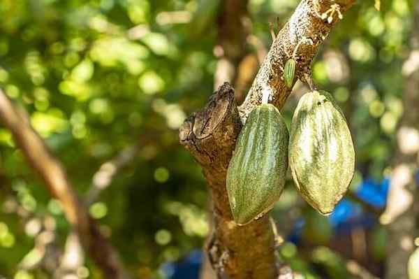 Rantai Makanan Hutan