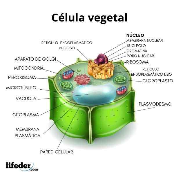 Rastlinná bunka