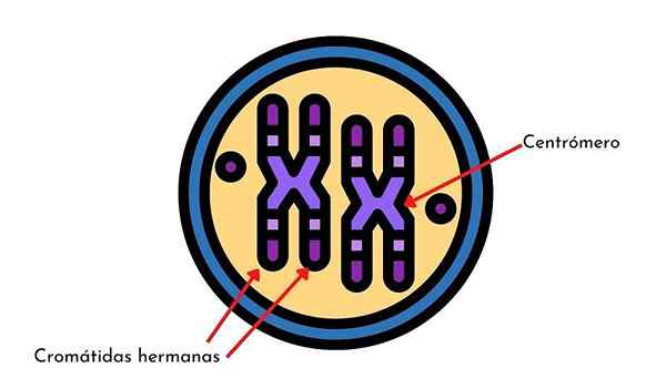 Homologe Chromosomen