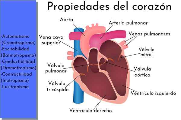 Cronotropismo