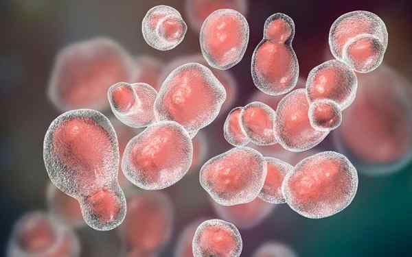 Cryptococcus Neoformans