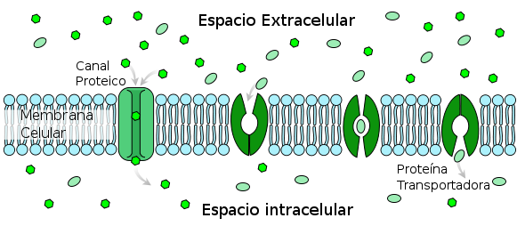 Diffusion facilitée