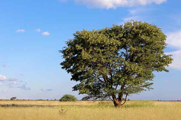 Ecossistema do deserto