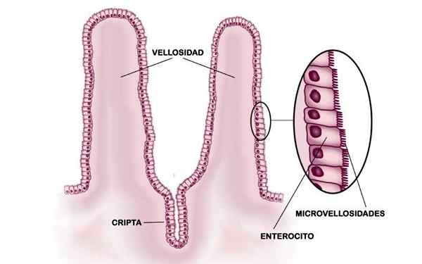 Enterocyten