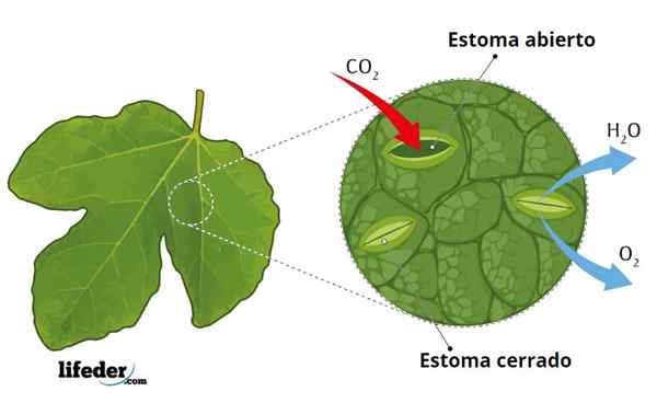 Excreção em plantas