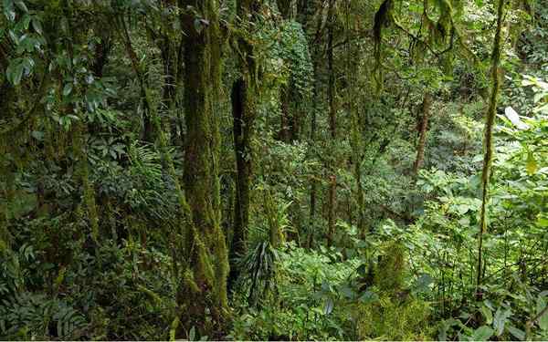 Biotické a abiotické faktory džungle