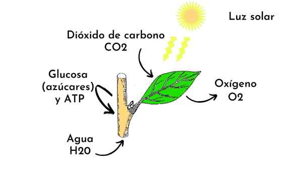Phase lumineuse de la photosynthèse
