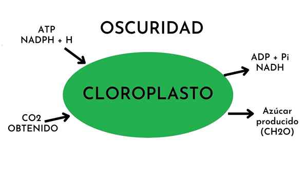 Temna faza fotosinteze