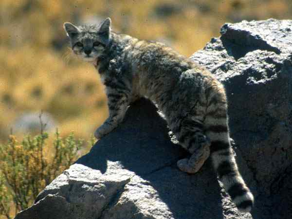 Tacna fauna de meest voorkomende dieren
