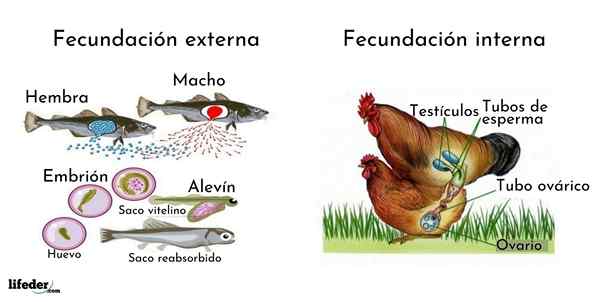 Fecondazione interna