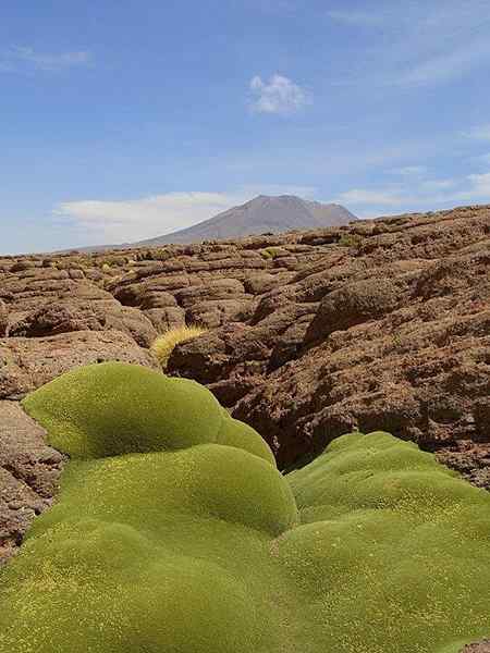 Flora Arequipa lebih banyak spesies representatif