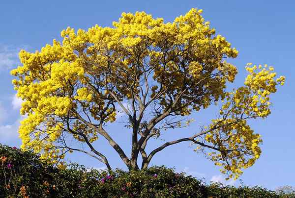 Lambayeque flora najbardziej reprezentatywne gatunki