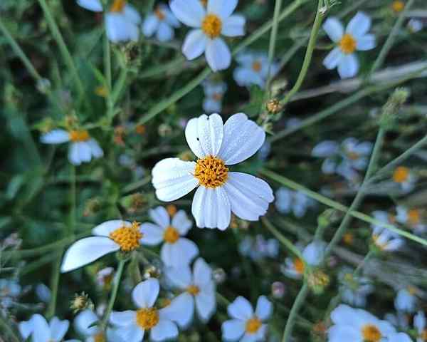 Flora i fauna reprezentatywnych gatunków Aguascalientes