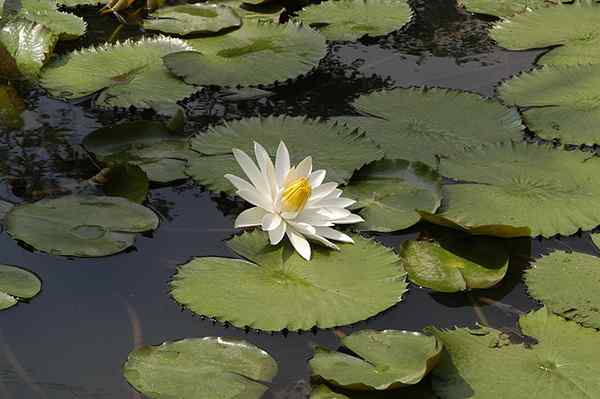 Asien flora och fauna