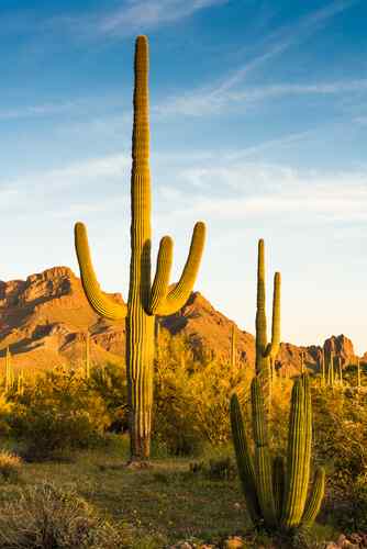 Flora e fauna delle specie rappresentative della Baja California