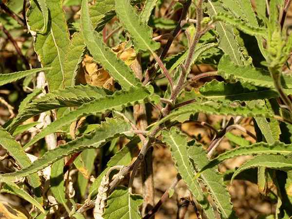 Flora i fauna Baja California Sur