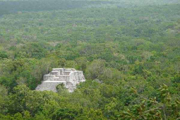 Flora i fauna reprezentatywnych gatunków Campeche