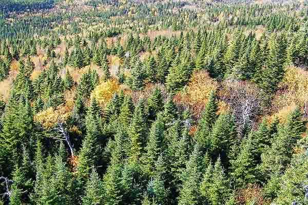 Flore et faune du Canada Espèces principales