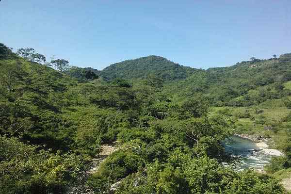 Flora und Fauna der repräsentativen Arten von Chiapas