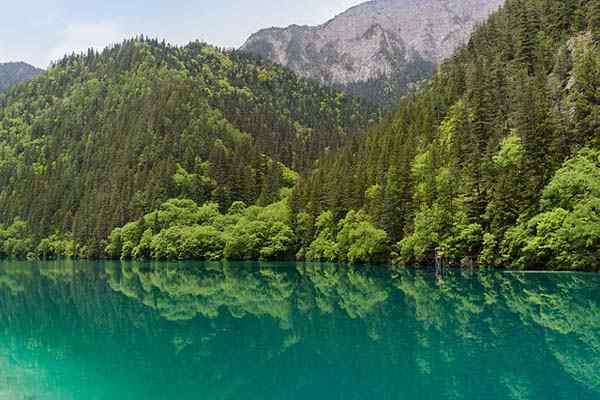 Plancher et faune des espèces représentatives de Chine