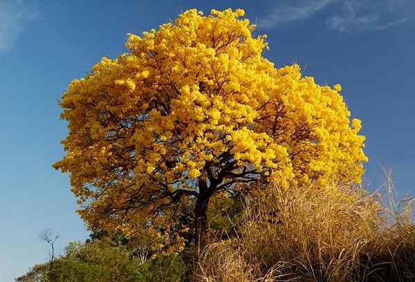 Flora in favna regije Orinoquía