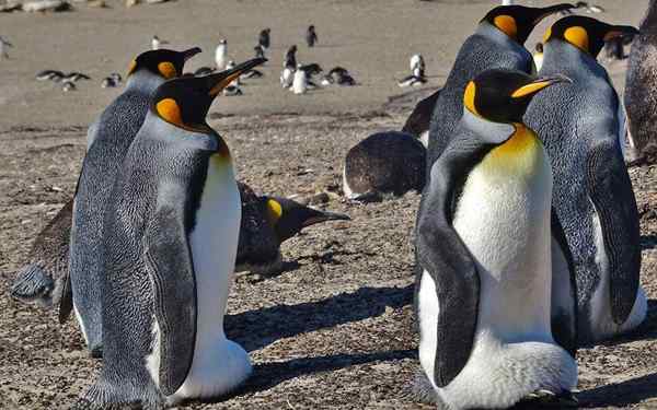 Flora en Fauna van de Falkland -eilanden uitstekende soorten
