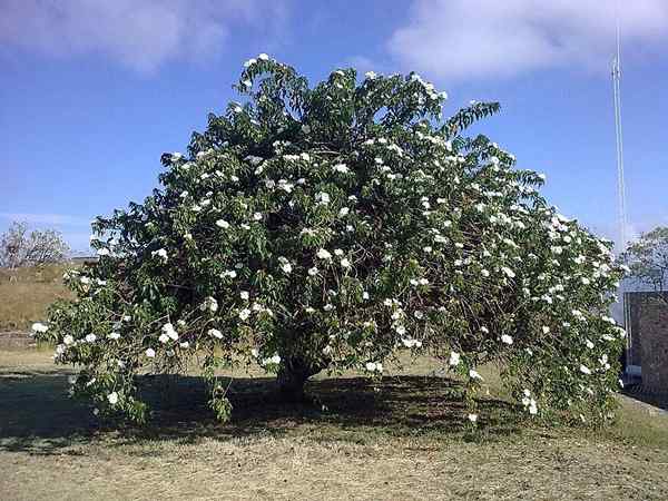 Flora og fauna av Nuevo León