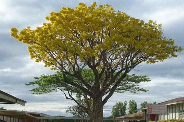 Quintana Roo Flora und Fauna