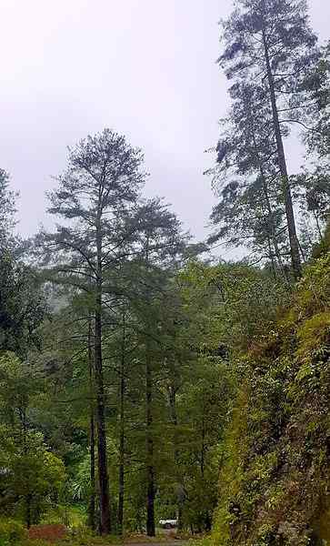 Flore et faune des animaux, plantes et arbres Veracruz