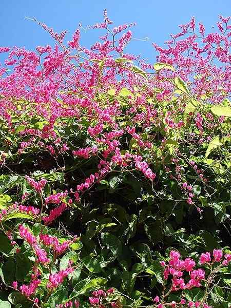 Yucatan flora och fauna