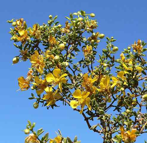Flore et faune de zacatecas plus représentatives d'espèces représentatives