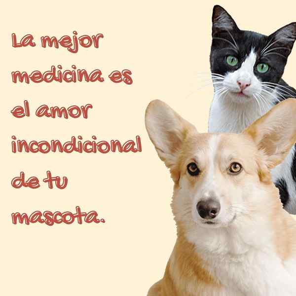 Frases de animais e animais de estimação