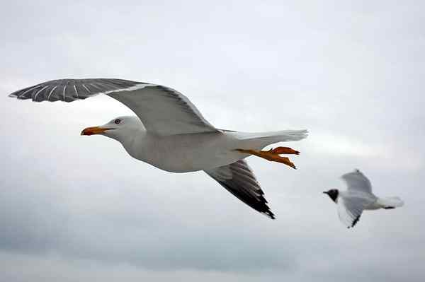 Setninger av Juan Salvador Gaviota