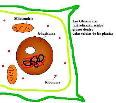 Glioxisomes