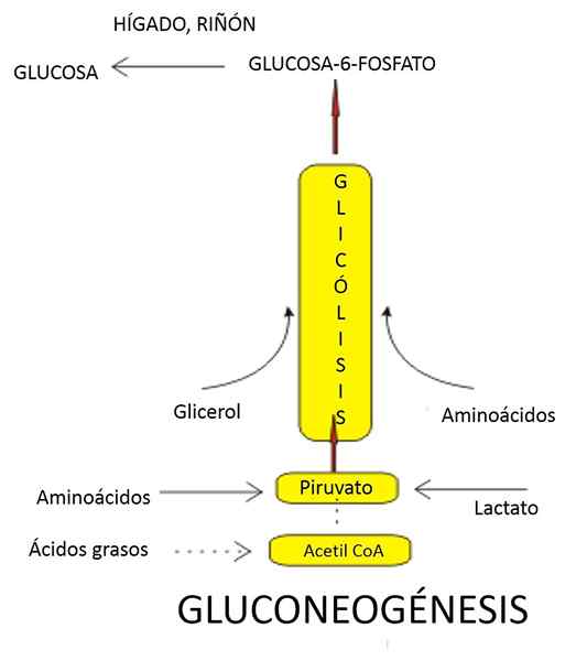 Gluconeogenese