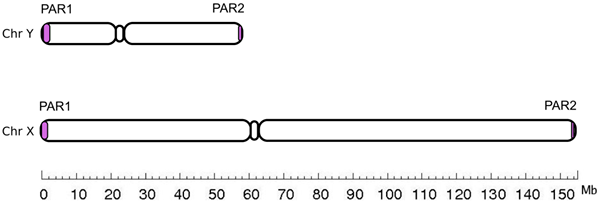 Haploinsufficiency