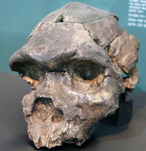 Homo rodesiensis