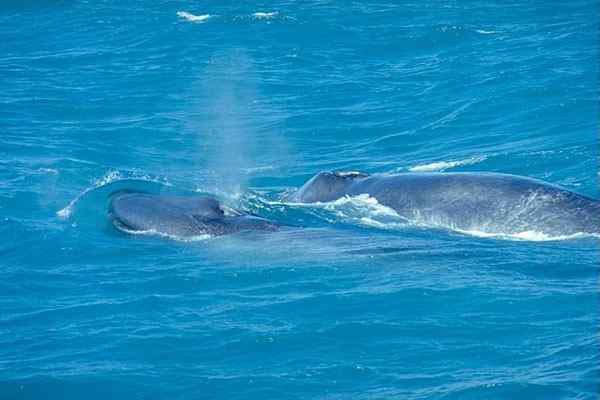 Langue de baleine bleue