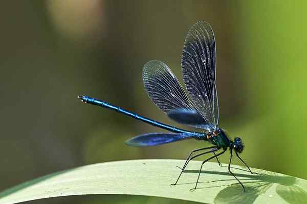 Dragon-Fly