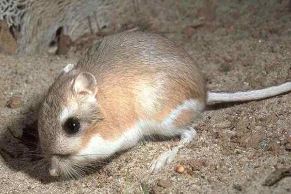 11 najvýznamnejších púštnych zvierat Sonora