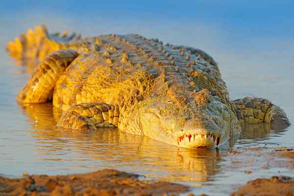 De 15 dieren met meer relevante schalen