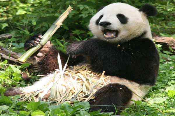 De mest fremtredende 20 dyrene fra Kina