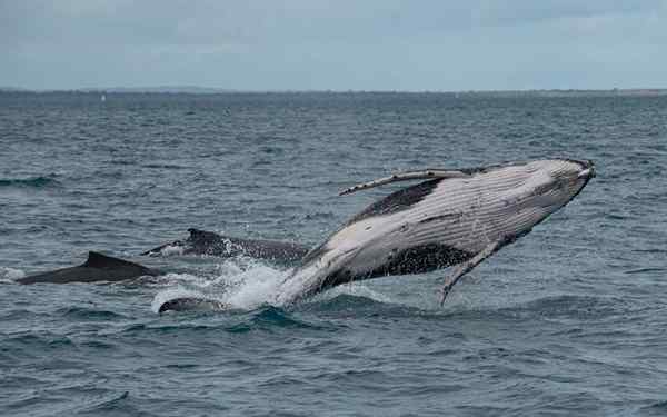 Mare freddo della corrente peruviana